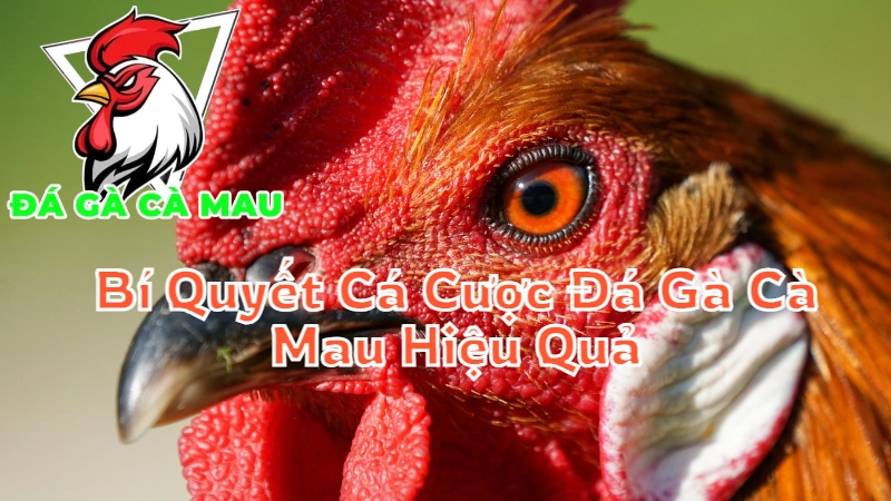 Bí Quyết Cá Cược Đá Gà Cà Mau Hiệu Quả