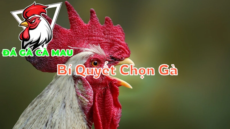 Bí Quyết Chọn Gà Để Cá Cược Thành Công Tại Cà Mau