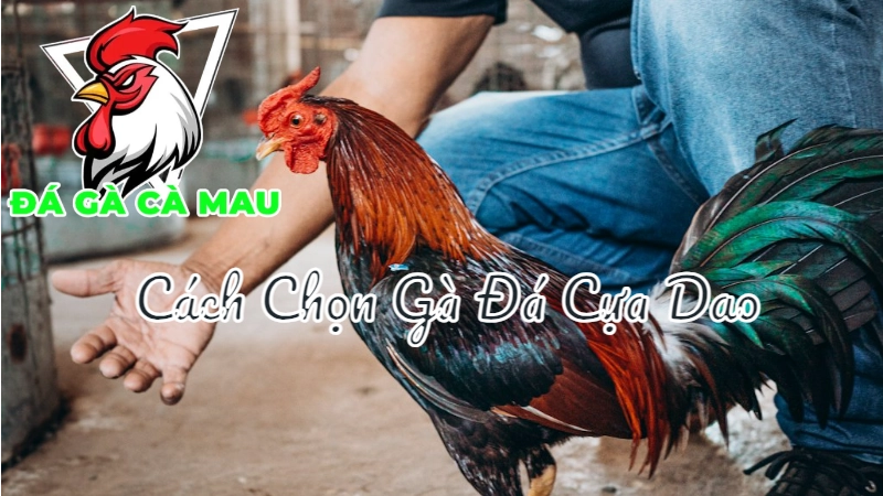 Cách Chọn Gà Đá Cựa Dao Hiệu Quả Tại Cà Mau 2024