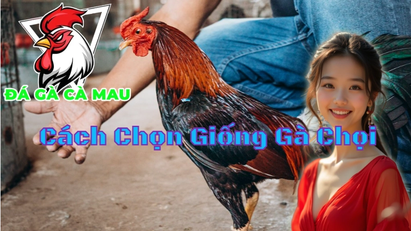 Cách Chọn Giống Gà Chọi Đỉnh Cao Tại Cà Mau 2024