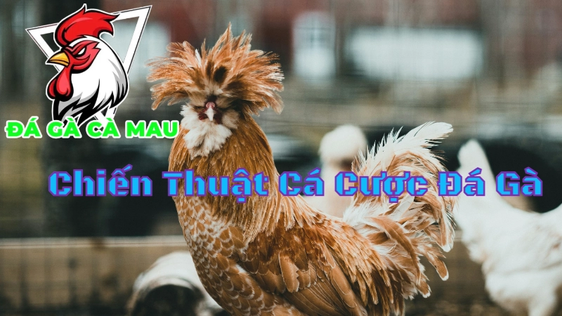 Chiến Thuật Cá Cược Đá Gà Để Thành Công Tại Cà Mau 2024