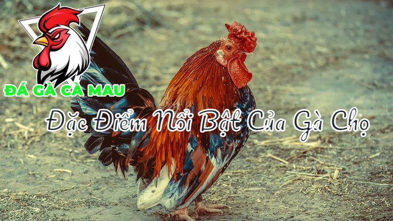 Đặc Điểm Nổi Bật Của Gà Chọi Cà Mau 2024