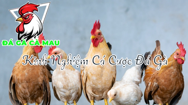 Kinh Nghiệm Cá Cược Đá Gà Từ Những Cao Thủ Cà Mau