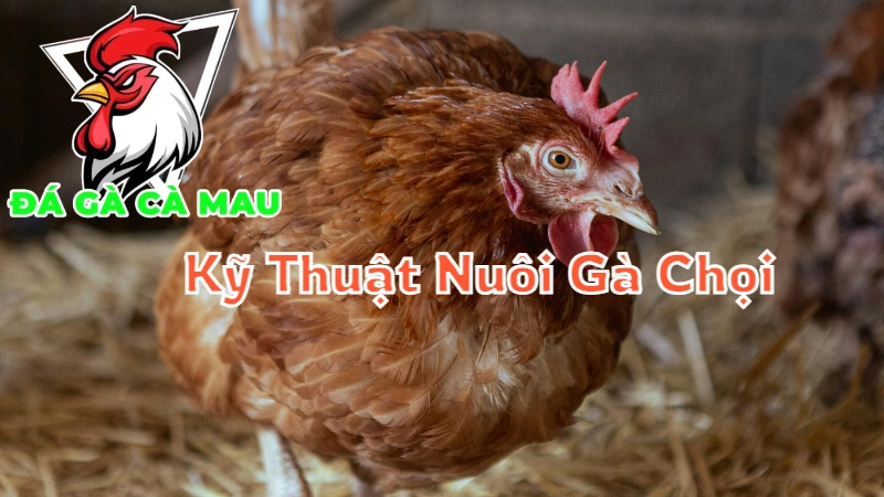 Kỹ Thuật Nuôi Gà Chọi Cà Mau Hiệu Quả