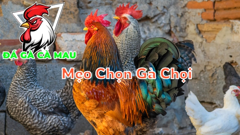 Mẹo Chọn Gà Chọi Theo Tướng Để Đạt Hiệu Quả Cao 2024