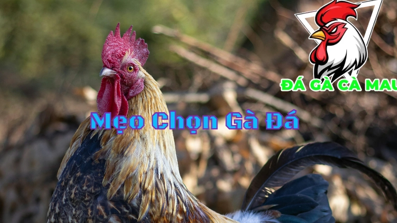 Mẹo Chọn Gà Đá Cà Mau Để Đạt Hiệu Quả Cao 2024