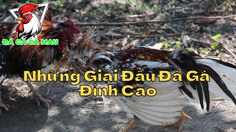 Những Giải Đấu Đá Gà Đỉnh Cao Tại Cà Mau 2024