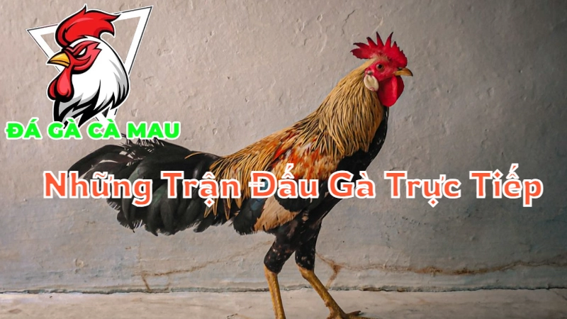 Những Trận Đấu Gà Trực Tiếp Gay Cấn Tại Cà Mau