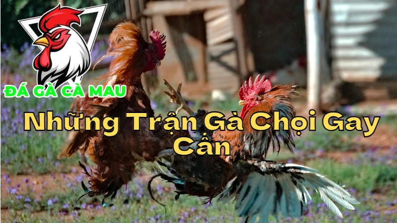 Những Trận Gà Chọi Gay Cấn Nhất Tại Cà Mau