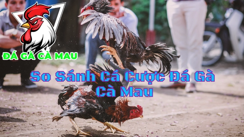 So Sánh Cá Cược Đá Gà Cà Mau Với Các Vùng Miền Khác 2024