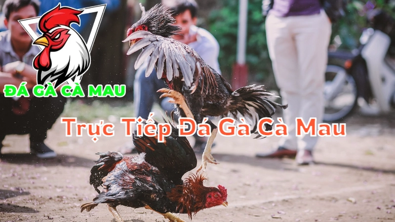 Trực Tiếp Đá Gà Cà Mau - Xem Ngay Hôm Nay 2024